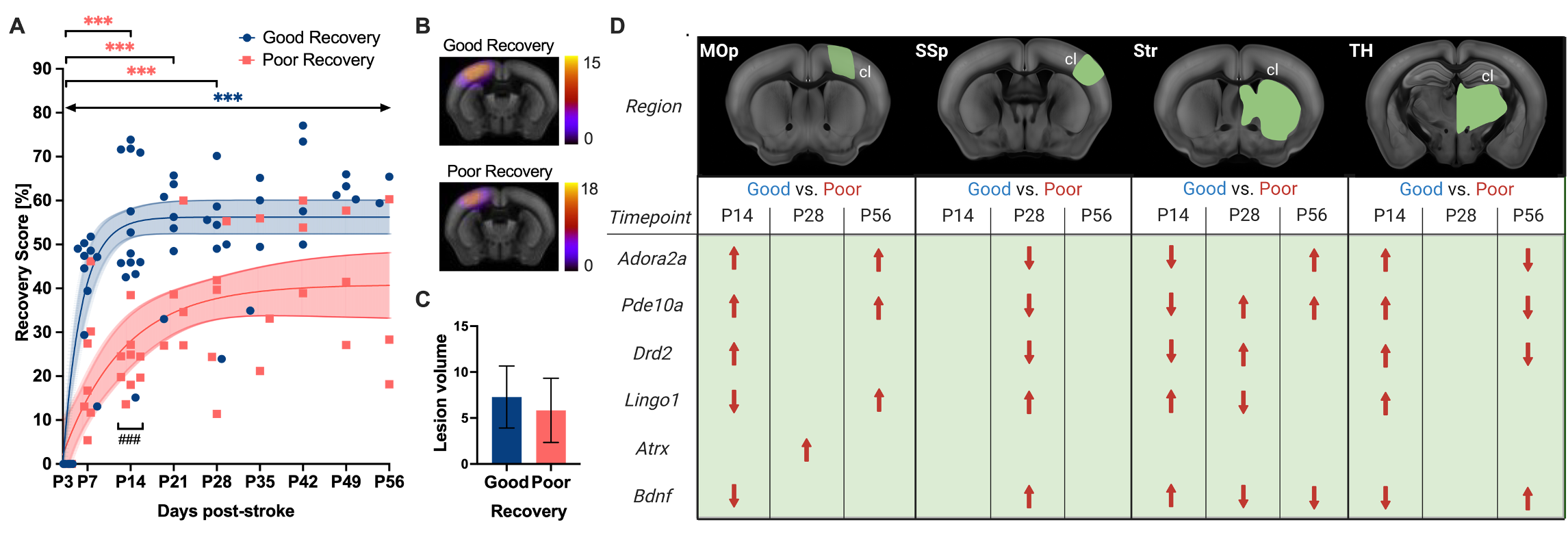 Figure illustrating stroke recovery findings