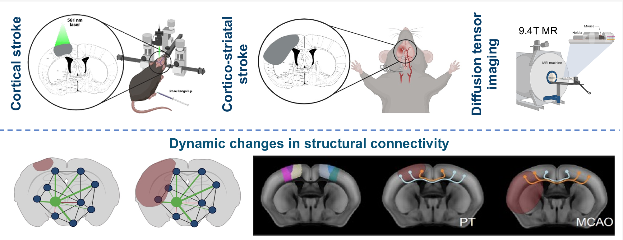 Graphical abstract accompanying the study of structural connectivity changes after stroke in mice